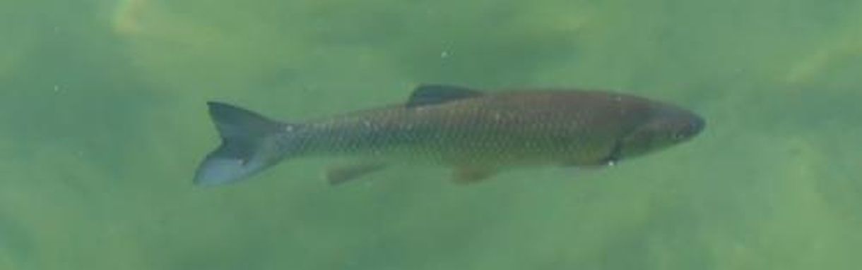 Fisch_Unteruhldingen_Richard_Müller Fisch_Unteruhldingen_Richard_Müller