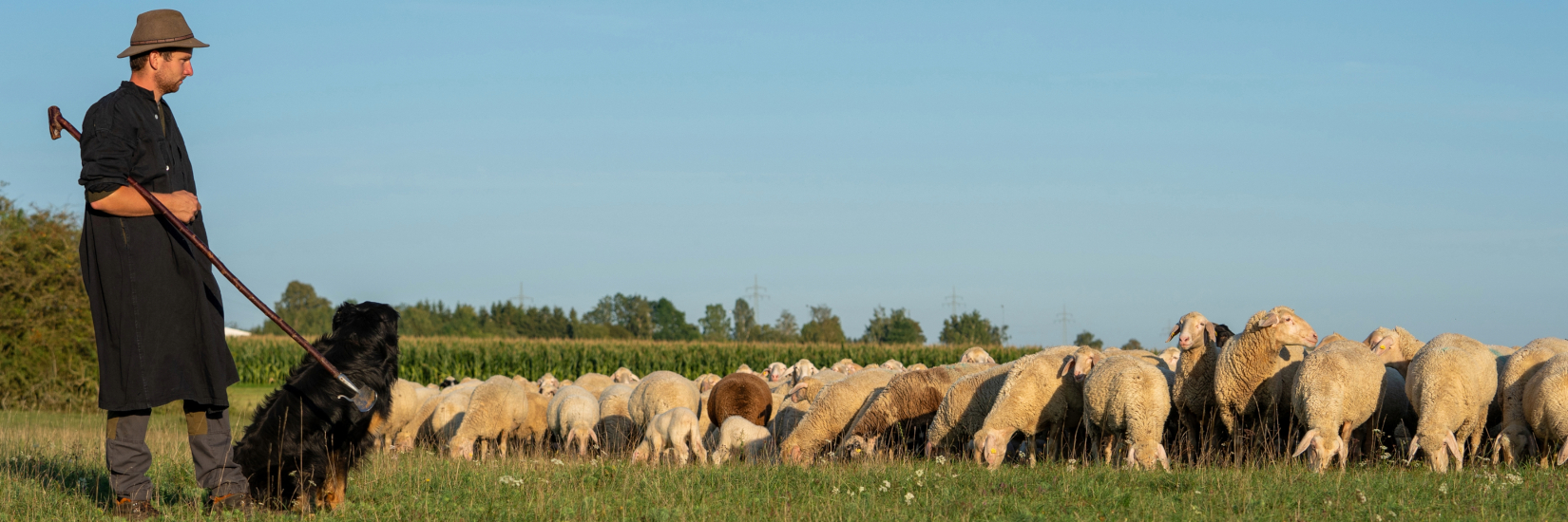 n Schäfer in traditioneller Kleidung steht auf einer grünen Wiese, umgeben von einer Herde von Schafen.